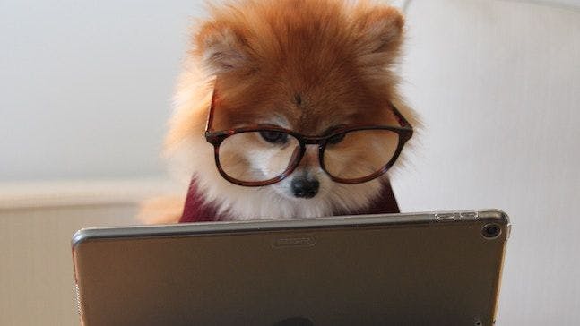 Dog with glasses reading an iPad